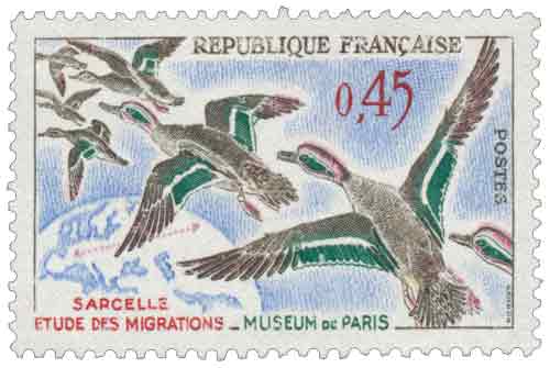 Timbre : SARCELLE ÉTUDE DES MIGRATIONS-MUSÉUM DE PARIS